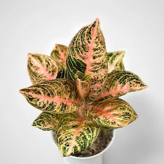 Philodendron