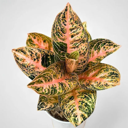 Philodendron